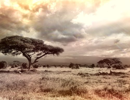 Savannentrauma